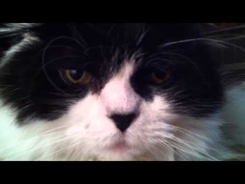 Osama the Cat - Staring contest