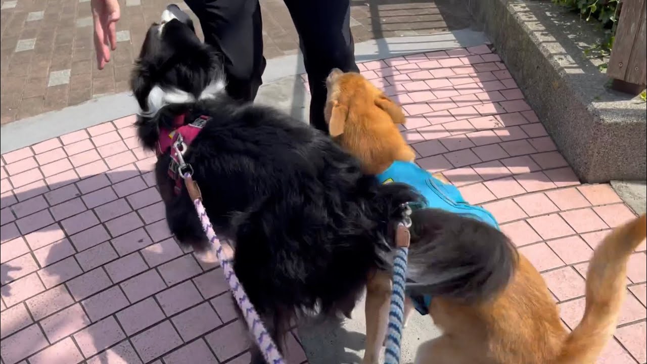パパが離れていってしまい不安で震える愛犬