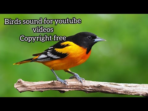 Bird Sound | Birds Chirping Copyright Free | Morning Birds Sound for youtube Videos | Download free