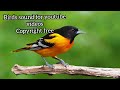 Bird Sound Birds Chirping Copyright Free Morning Birds Sound For Youtube Videos Download Free