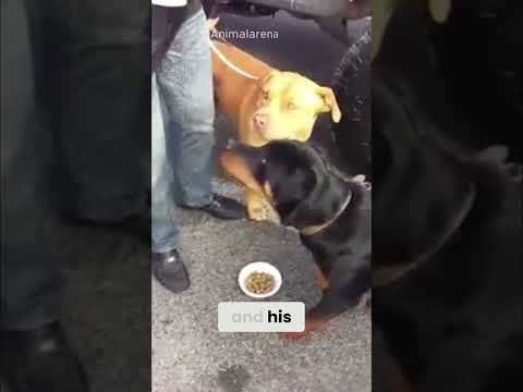 Pitbull Steps In Instantly! 🐕⚠️🔥