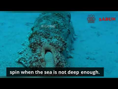 The Amazing Survival Secrets of Sea Cucumbers: Nature's Resilient Wonders