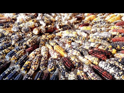 Wisdom "Uncle Wiz" Edward – Rainbow Maize Farmers seed saving