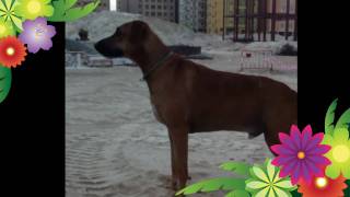 Bosson - Love this Life ( Dogs Running In Slow Motion )