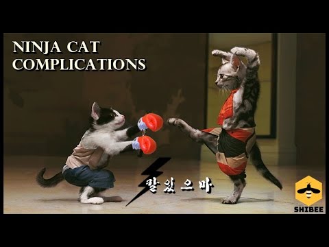 Ninja Cat are awesome| funniest cats and kittens | shibee