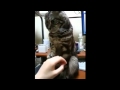 Вежливая кошка хочет чтобы её оставили в покое YouTube 