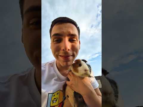 Ce e MELODIA asta ?