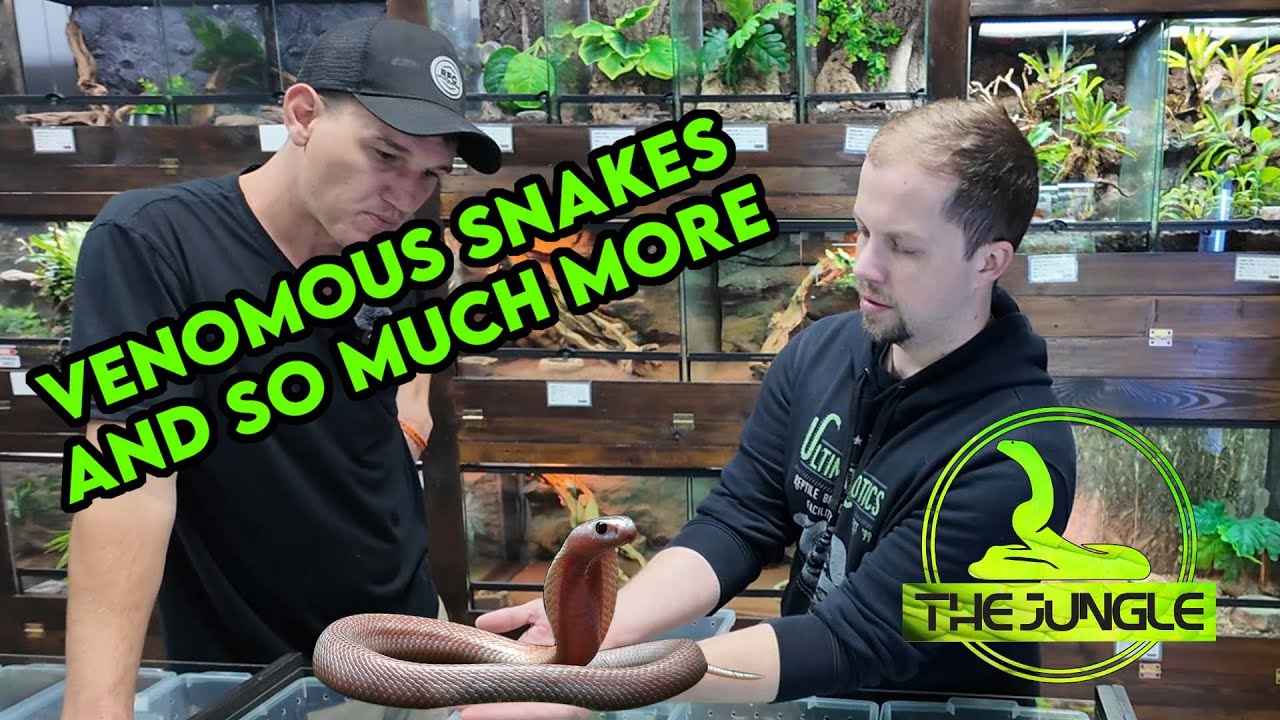 Is This The Best Reptile Store In South Africa? | Ultimate Exotics Reptile Store