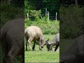 Nice BUFFALO Eating Grass EU6 Shorts Sortvideo Buffalo Wildlife Animals Viralvideo Baby