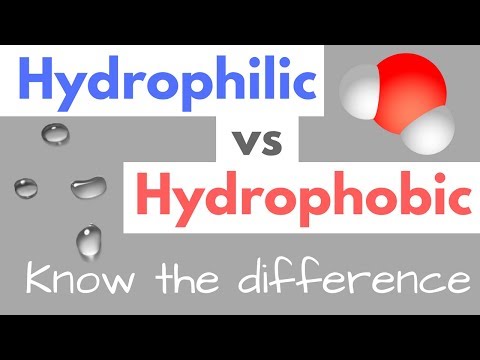 Hydrophilic - Definition and Examples - Biology Online Dictionary