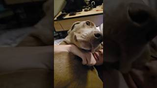 Can you wake up our disabeled dogs please? thanks! #dogshorts #cutedog #dogmom #dog #petsrule