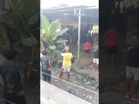 Futu Manu iha Merkadu Manleu Lakon too baku malu