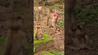 Download lagu 12-09-24 #babymonkey #monkey #monkeys #lovelybabymonkey #adorablebabymonkey #monkeywildlife mp3