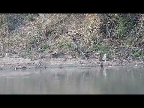 Djuma: Water Thick-knees and then Blacksmith Lapwing - 15:53 - 08/23/2023