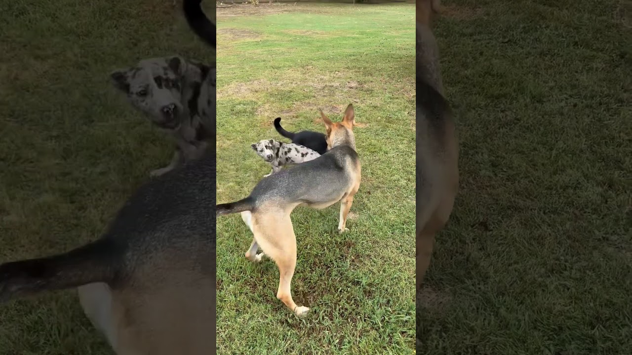 Enlarge Miss Moriah, a Adoptable mixed breed in Chicago, IL video 6/6