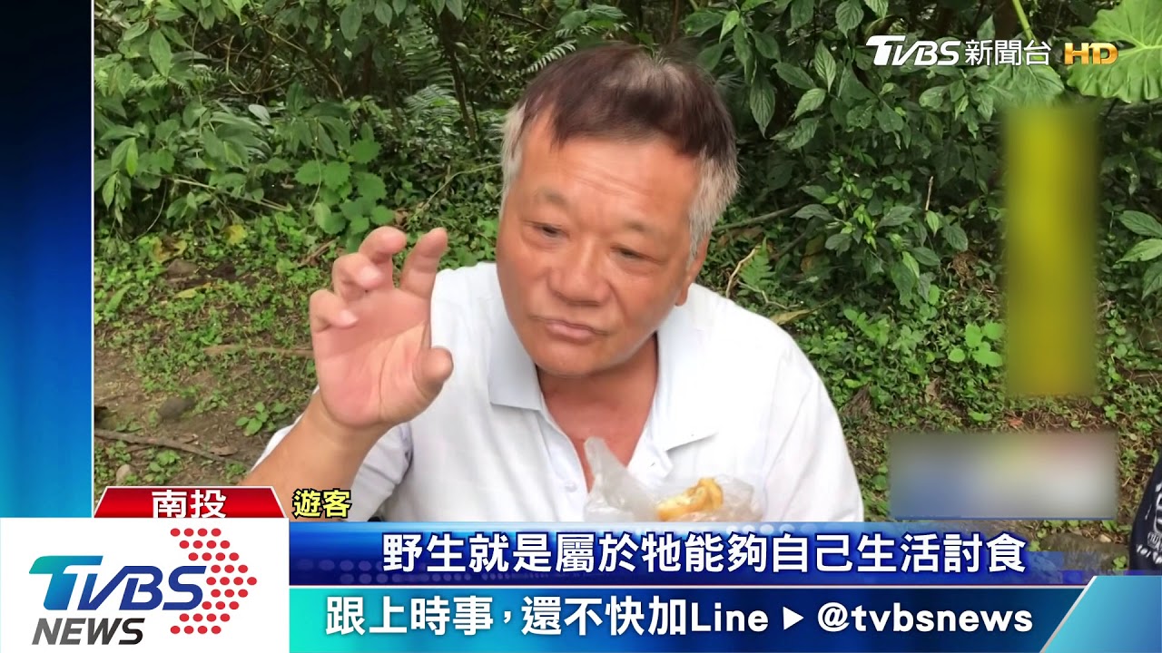 被搶啦!溪頭獼猴凶猛搶食 錄影遊客嚇壞