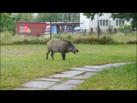 Wildschweine in Piaski / Polen