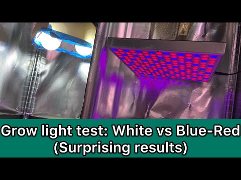Grow Light Test: White vs Blue-Red LED light (Surprising result!)