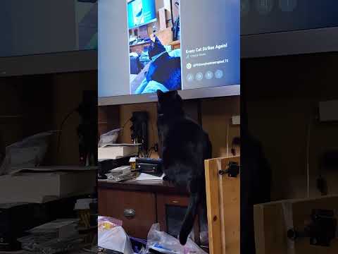 Krazy Cat Strikes Again! pt 2: Infinite Ars'oles