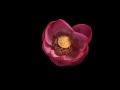 Lotus Flower Time Lapse