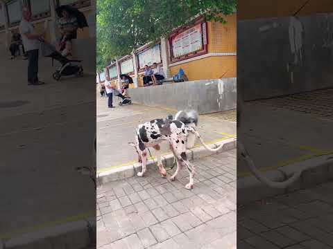 cachorro treinado #funny #shorts #pets