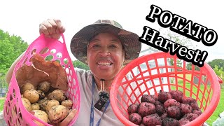 Digging Up a Bumper CROP of Potatoes!