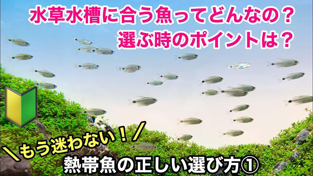 Hawaii Match 3 Mania 熱帯でマッチに熱中 攻略