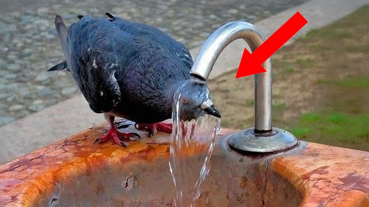 Top FUNNIEST ANIMAL  Moments That Will Make You Die Laughing 🤣