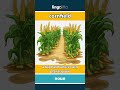 cornfield - a big field where corn plants... video thumbnail
