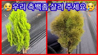 우리 황금측백 나무가 말라죽어요 전문가 답변 부탁 합니다ㅠㅠ