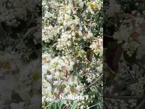 "Mis Sueños" Humberto 1° Santa fe Argentina