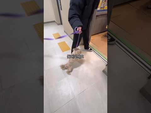 (217만뷰) 엘리베이터 타고 있는 사람에게 공격적인 강아지 행동교정법