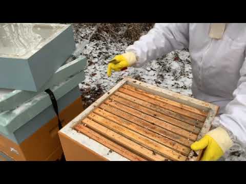 Varroa Behandling 2022   Ekebackens Honung