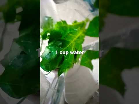 Dengue fever treatment at home |Increase Blood platelets with Home remedies