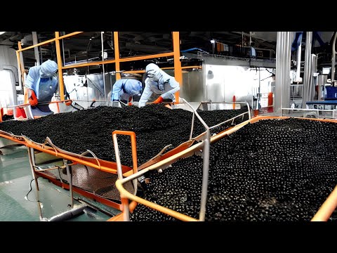 How BLACK Sturgeon Caviar Is Farmed and Processed - How it made Caviar - Sturgeon Caviar Farm