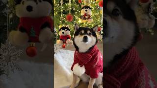 2025 Christmas | Manyu’s Magical Plush Christmas Tree