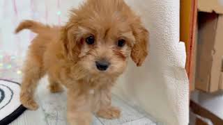 ハーフ犬の動画01