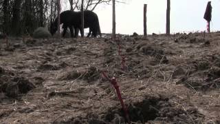 Renaissance de la vigne à Trôo