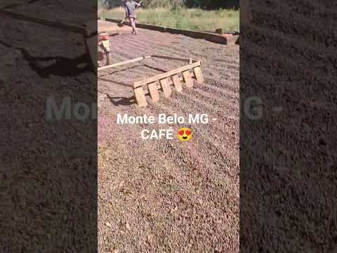 MONTE BELO MG #cafe #minasgerais #cat #deus