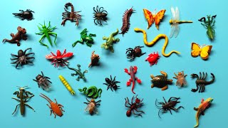 Download lagu Names and Sounds of Insects, Reptiles, Grasshoppers, Flies, Geckos, Frogs, Crickets, Katydids mp3