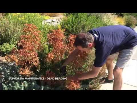 download lagu mp3 mp4 Euphorbia Ruby Glow, download lagu Euphorbia Ruby Glow gratis, unduh video klip Euphorbia Ruby Glow