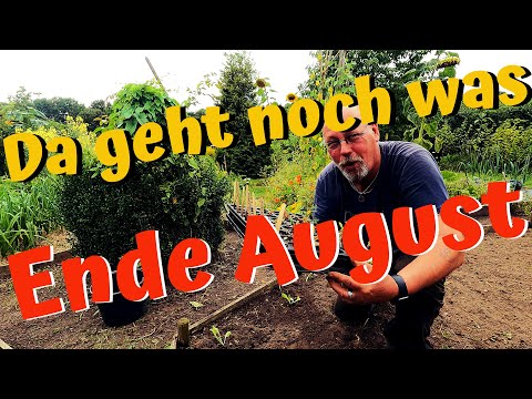 Ernten, pflanzen und Aussaat Ende August; da geht noch was! / Update Strohballenexperiment