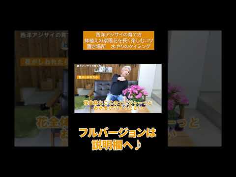 アジサイが育つまでどれくらいかかりますか？より速く成長させるための重要なヒント  庭園