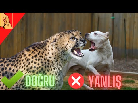 , title : 'Dogo Argentino Çitayı Kolay Öldürebilir ( Doğru - Yanlış ) #dogoargentino #cheetah #dog'