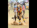 Jallikattu Whatsapp Status Manjuvirattu Songs Status Tamil Jallikattu Gsm Editz