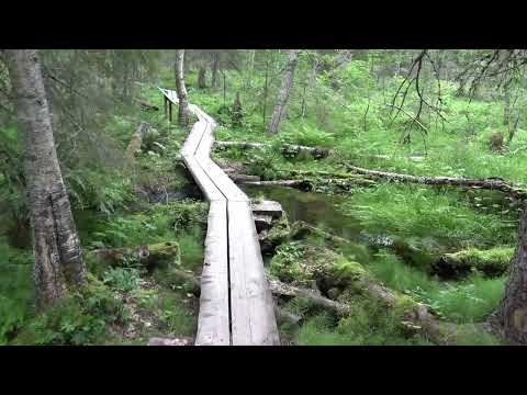 Pyhätunturilla päiväretkellä 29.7.2022