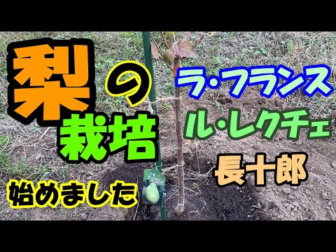 インドライラックは霜を恐れますか？フランスのどこでも栽培できるのでしょうか？  庭園