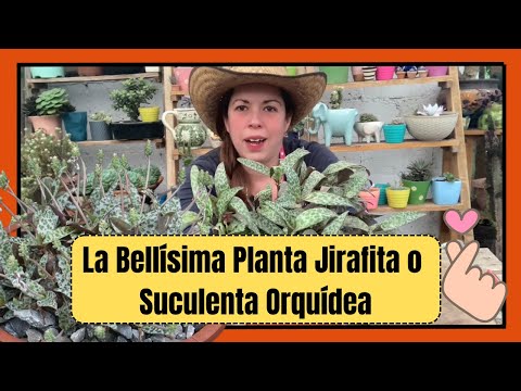 , title : 'La planta Jirafita, Suculenta Orquídea o ledebouria, fácil de cuidar y extremadamente hermosa 🤩'