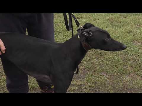 MARK WALLIS ON BO SHINE BULLET