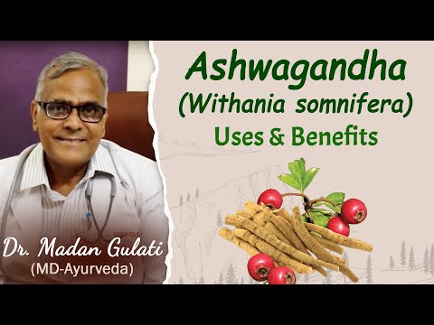 Withania somnifera -ashwagandha uses and benefits- planet ay...